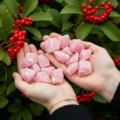 May include: Two hands cupping a collection of raw, pink rose quartz stones. The stones are a soft, opaque pink with a rough, natural texture. The background features green foliage and red berries.
